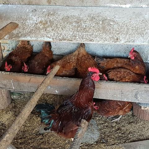 15 Ovos Galados da Poedeira Caipira Embrapa 051 - Foto 2