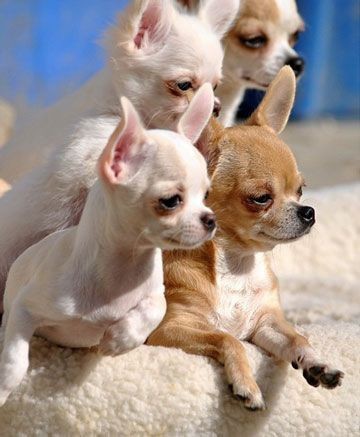 Filhotes de Chihuahua (pelo curto) DISPONÍVEIS  - Foto 2
