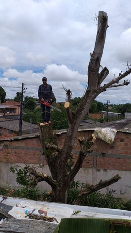 Corte, poldagem de árvore,trabalho com roçadeira - Foto 4