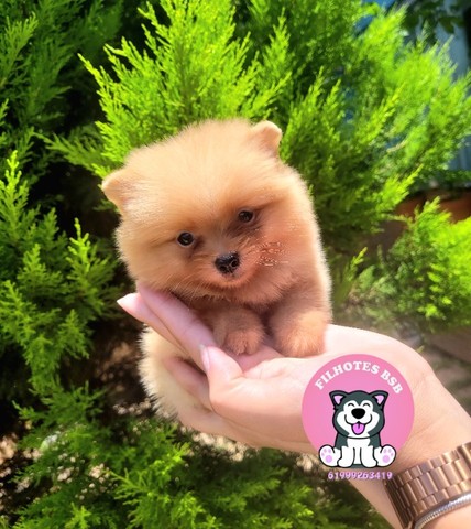 Spitz Alemão ( Lulu da Pomerânia) Anão - Pedigree CBKC - 12x sem juros - Foto 3
