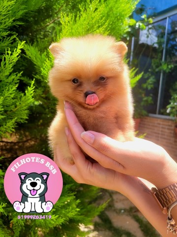 Spitz Alemão ( Lulu da Pomerânia) Anão - Pedigree CBKC - 12x sem juros - Foto 5