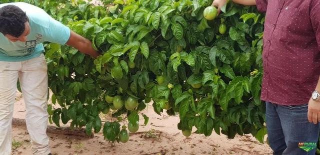 Linda Fazenda em Mato Grosso - em Conquista D´oeste - MT - Foto 4