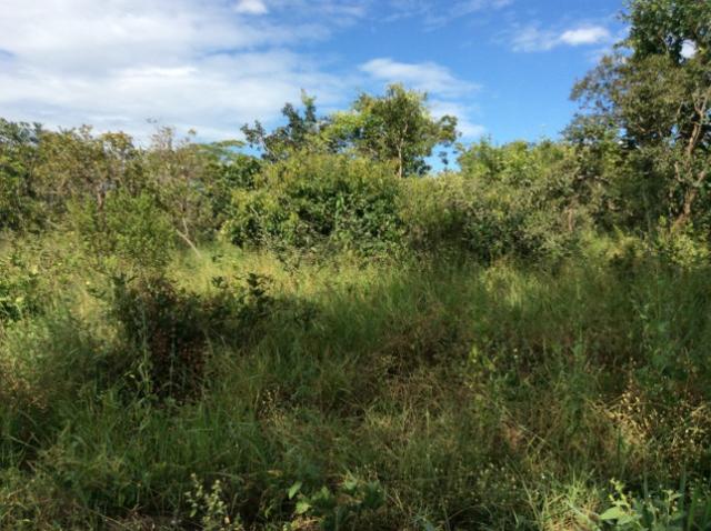 Fazenda 50 alqueirões - Serranopolis GO - Foto 4