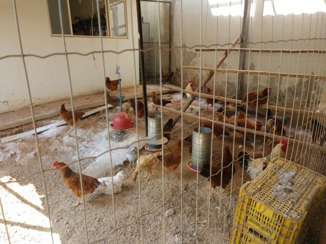 Ovos caipira da gema amarelinha apenas R$6,50/ dúzia - Foto 5