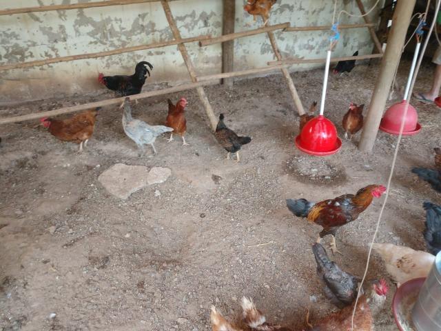 Ovos caipira da gema amarelinha apenas R$6,50/ dúzia - Foto 6