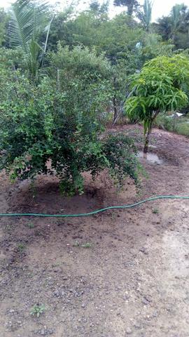 Sitio