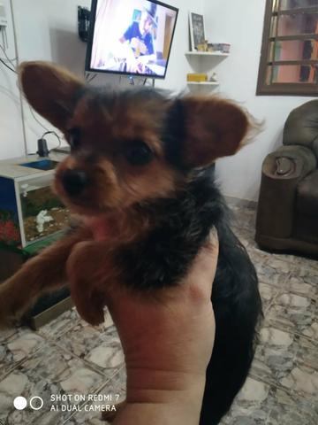 York femea mini com 2 meses