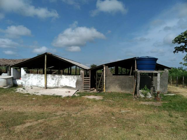 Vendo criatorio de suínos - Foto 10