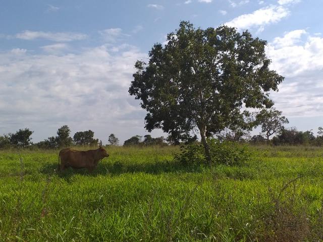 Sitio Próximo da Cidade - Foto 3