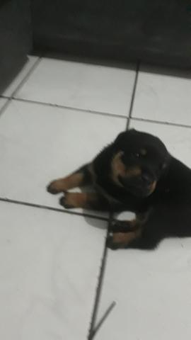 Filhote de Rottweiler - Foto 2