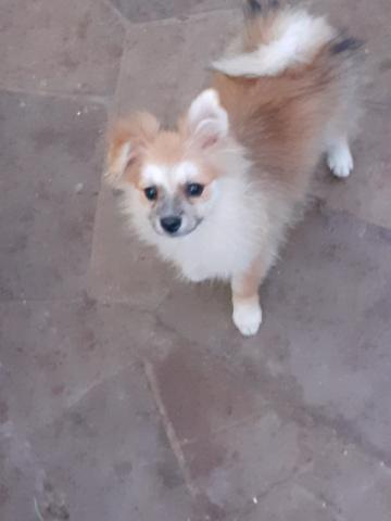Spitz Alemão