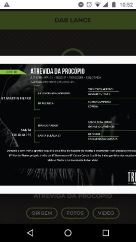 Égua crioula confirmada - Foto 2