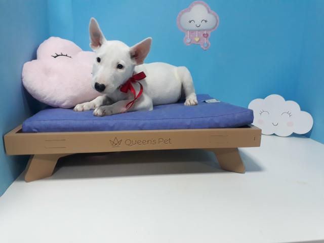 Bull terrier fêmea branca em 10x já vacinada com garantia!!! - Foto 2