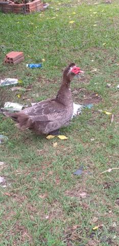Vendo pato macho - Foto 3