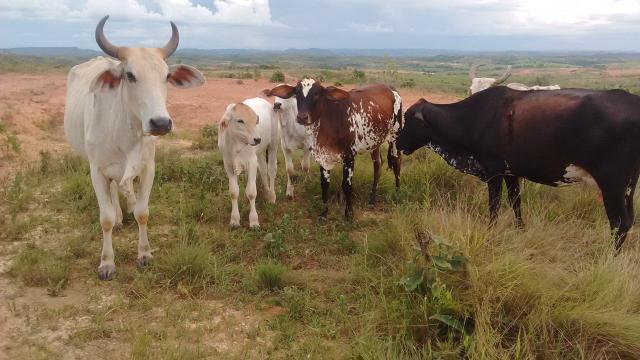 Arrendo 73 há pra Recria em Lagamar! - Foto 12