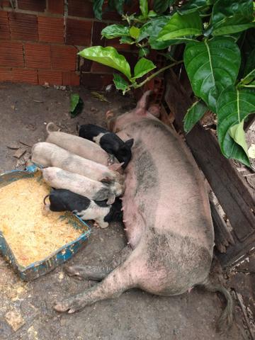 Vende-se porca parida