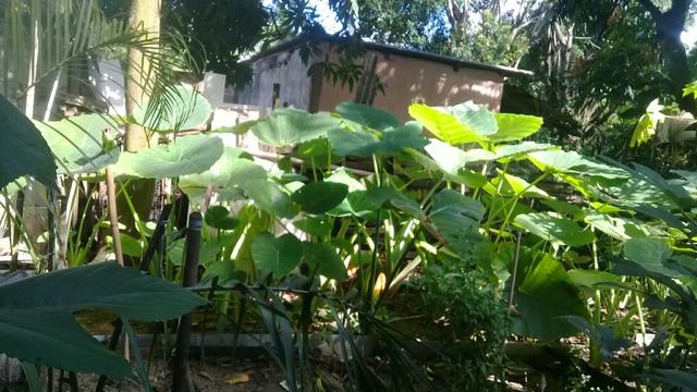Taioba gigante