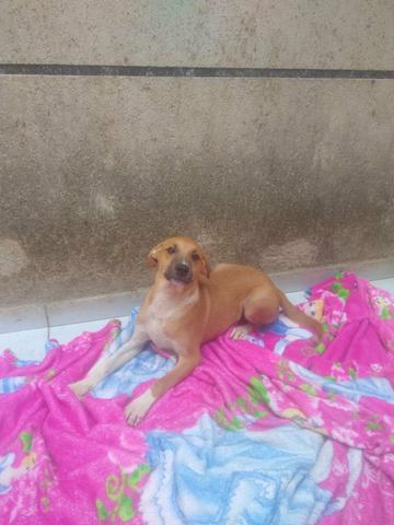 Filhotes para adoção - Foto 4
