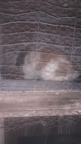 Coelho Laion não cresce mais super carinhoso e deixa q peque ele no colo com cuidado - Foto 2