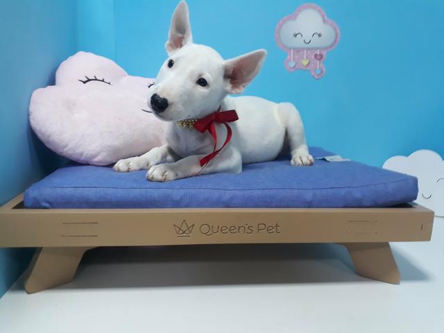 Bull terrier fêmea branca em 10x já vacinada com garantia!!!