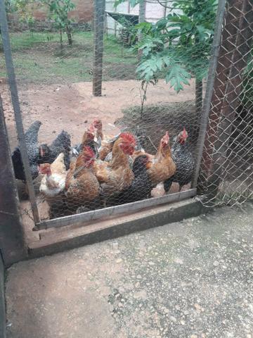 Vendo frangos caipira - Foto 2