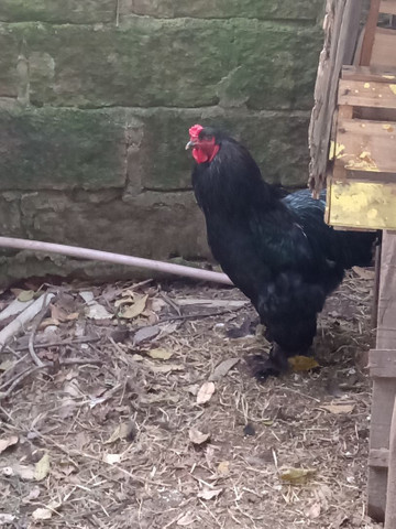 Brahma negro - Foto 2