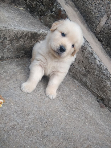 Canil De Golden Retriever Em Campinas Golden Retriever Filhotes Com Pedigree Entrega Imediata Cachorros E Acessorios Centro Campinas 784939198 Olx