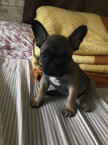 Filhote de buldogue francês - Foto 5