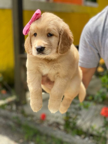 Queridissimos Golden Retriever Baby Cachorros E Acessorios Flamengo Rio De Janeiro 821816909 Olx