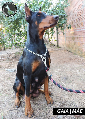 Filhotes De Doberman Alto Padrão - Foto 5