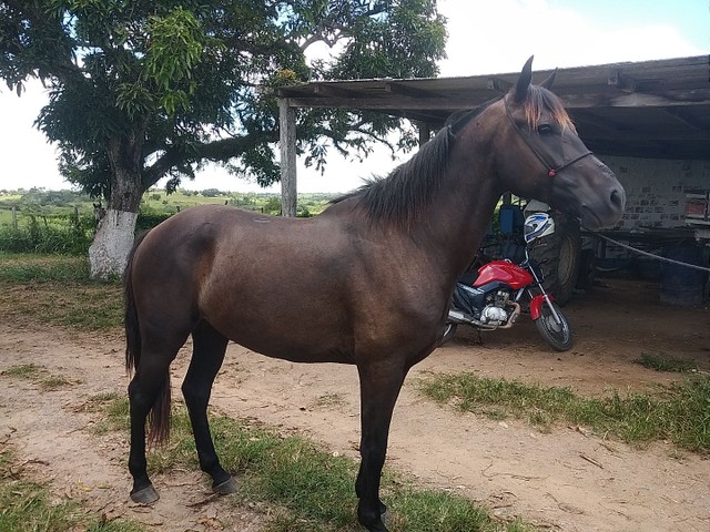 Cavalo MM / QM Castrado