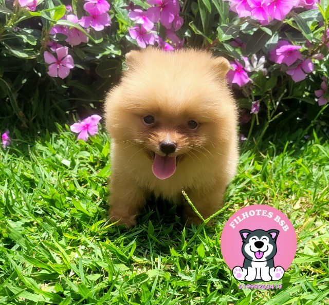 Spitz Alemão ( Lulu da Pomerânia) Anão - Pedigree CBKC - 12x sem juros - Foto 2