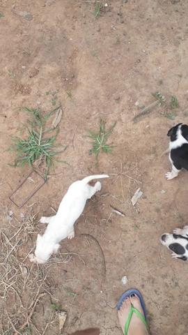 Doação de Bebês Lindos - Foto 3