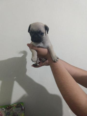 Lindo pug - Foto 4