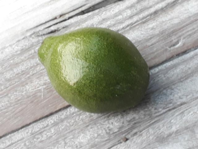 Vendo abacates por kilo faço a entrega - Foto 2