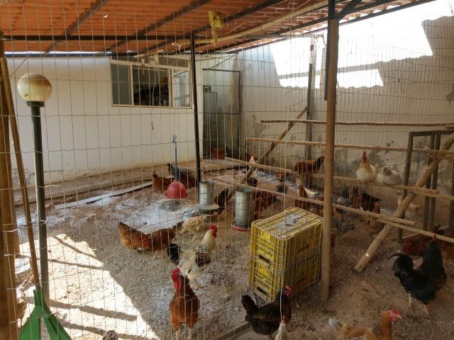 Ovos caipira da gema amarelinha apenas R$6,50/ dúzia - Foto 3