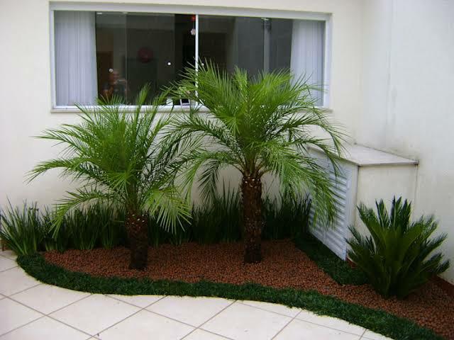 Palmeira fênix para jardim piscina paisagismo área de lazer sítio chácara - Foto 3