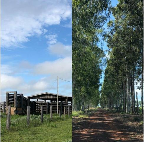 Fazenda em Nova Marilândia 206 alquers - Foto 6