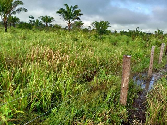 Vendo fazenda com 315 Hectares de terra!!