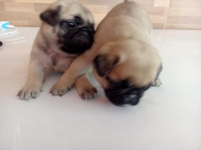Vendo filhote de pug com pedigree - Foto 4