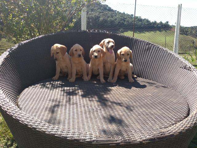 Filhotes de Labrador-Fortaleza/CE - Foto 2