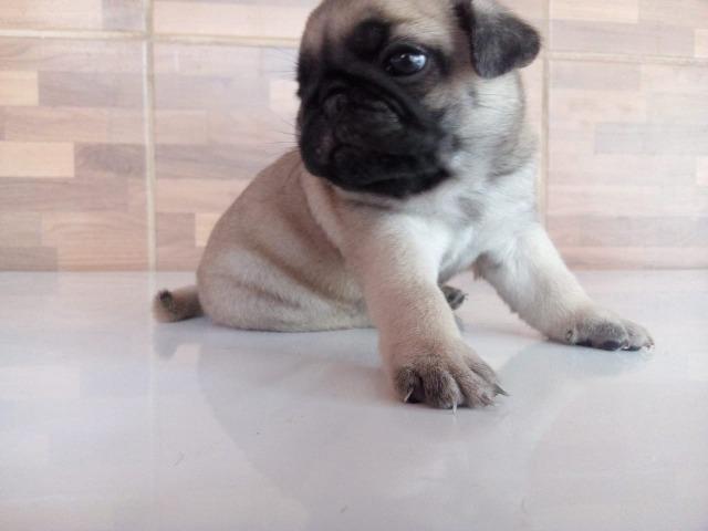 Vendo filhote de pug com pedigree