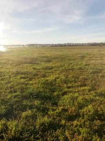Fazenda em Nova Marilândia 206 alquers - Foto 9