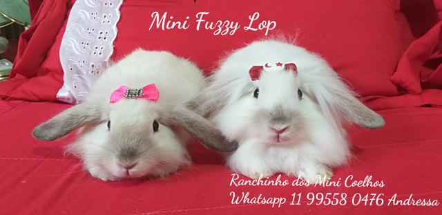 Mini coelhos