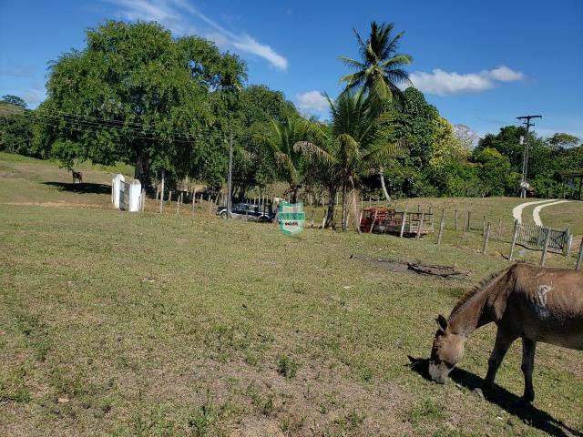Ilhéus. Fazenda com 368 Hectares cultivo de cacau e gado - Foto 14