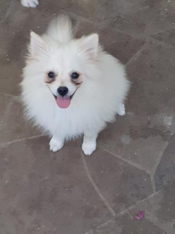 Spitz Alemão - Foto 6
