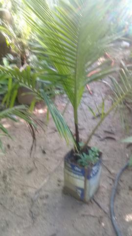 Muda coqueiro anao no saco - Foto 2