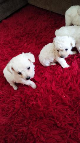 Poodle Toy Machinhos 45 dias - Foto 3