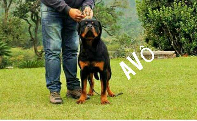 Rott