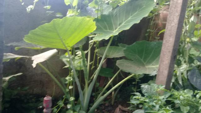 Taioba gigante - Foto 2